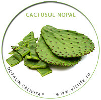 nopalin_cactus