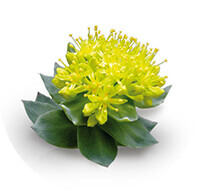 rhodiola rosea