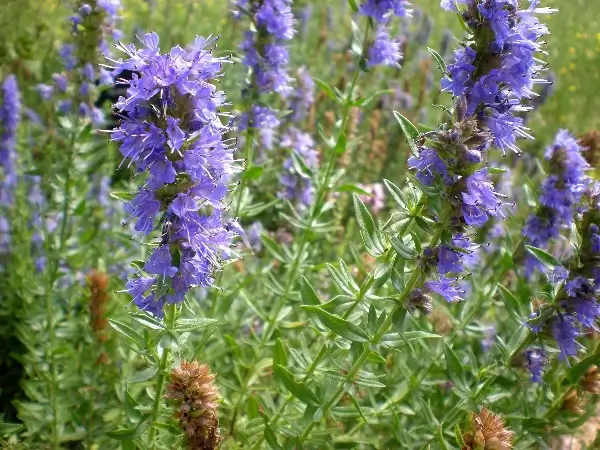 Drăcila Hyssopus officinalis